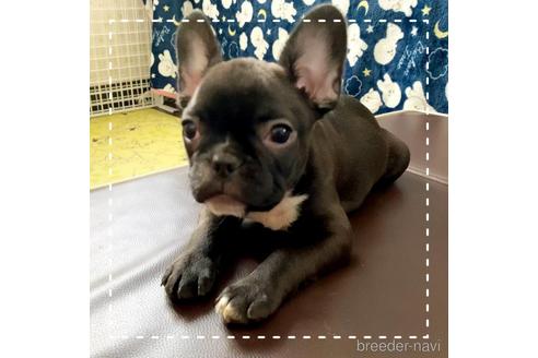 成約済の茨城県のフレンチブルドッグ-161180の4枚目