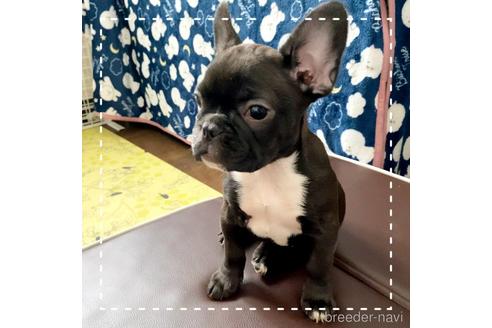 成約済の茨城県のフレンチブルドッグ-161180の2枚目