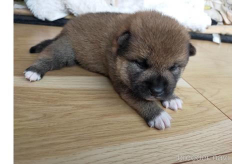 成約済の広島県の柴犬-168114の7枚目