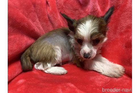 兵庫県のチャイニーズクレステッドドッグ 男の子 22 01 04生まれ 背中の被毛がかっこいいヘアレスの男の子です 子犬id 1660 ブリーダーナビ