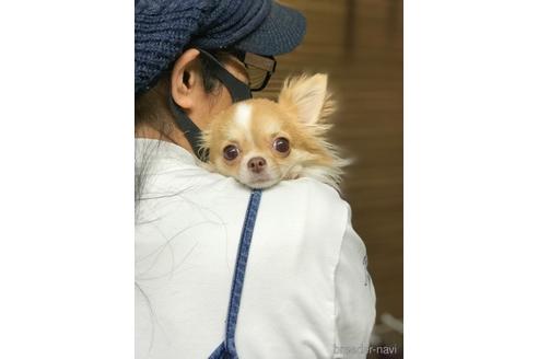 ルナちゃん1枚目