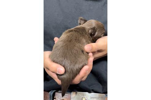 成約済の香川県のチワワ(ロングコート)-168375の6枚目