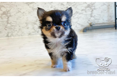 成約済の愛知県のチワワ(ロングコート)-168381の5枚目