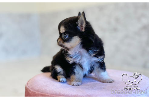 成約済の愛知県のチワワ(ロングコート)-168381の2枚目