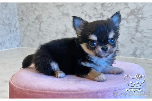 成約済の愛知県のチワワ(ロングコート)-168381の3枚目