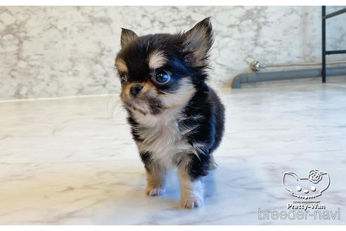 成約済の愛知県のチワワ(ロングコート)-168381の4枚目