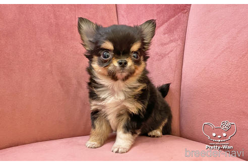 成約済の愛知県のチワワ(ロングコート)-168381の1枚目