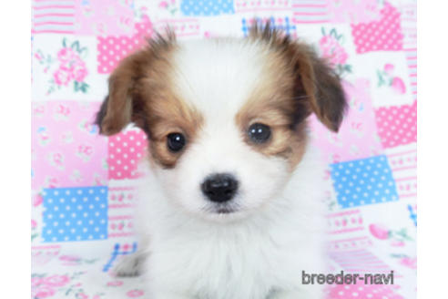 成約済の千葉県のパピヨン-164617の12枚目