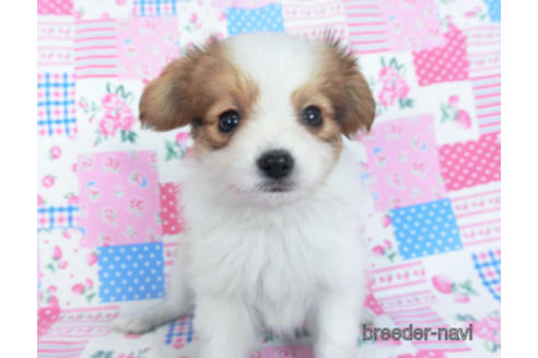 成約済の千葉県のパピヨン-164617の10枚目