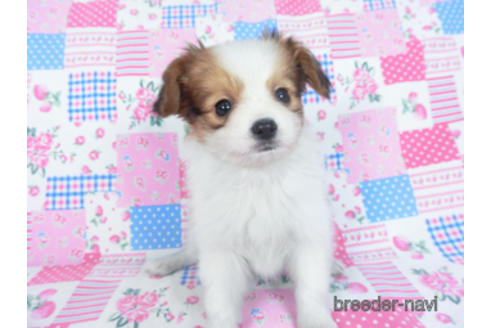 成約済の千葉県のパピヨン-164617の9枚目