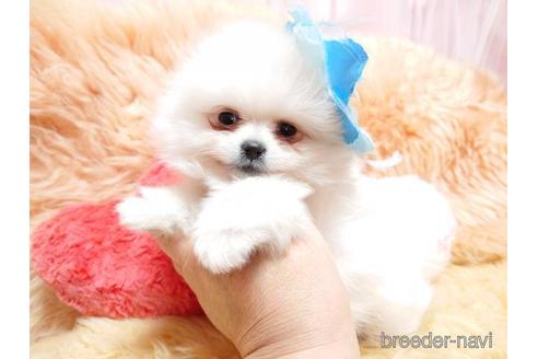成約済の愛知県のミックス犬-168384の5枚目