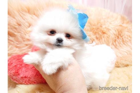 成約済の愛知県のミックス犬-168384の4枚目