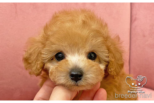 成約済の愛知県のタイニープードル-168403の8枚目