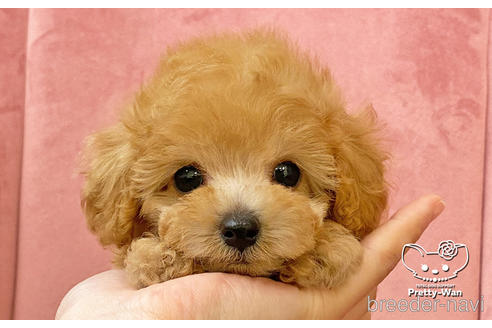 成約済の愛知県のタイニープードル-168403の9枚目