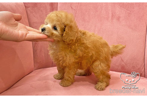 成約済の愛知県のタイニープードル-168403の10枚目