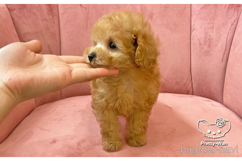 成約済の愛知県のタイニープードル-168403の11枚目