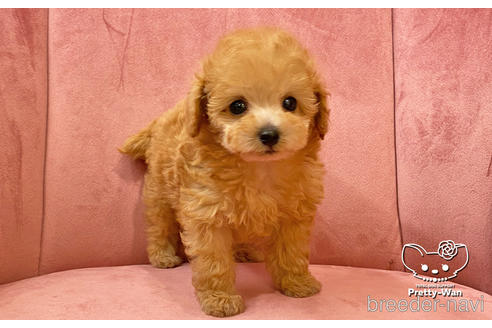 成約済の愛知県のタイニープードル-168403の12枚目