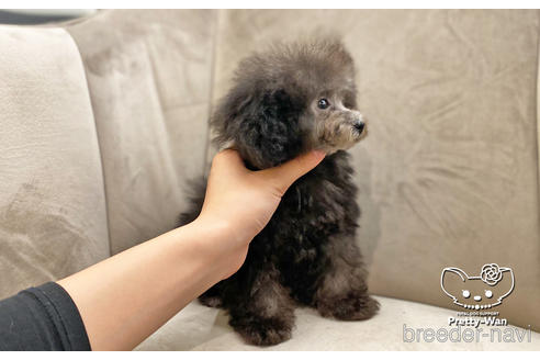 成約済の愛知県のタイニープードル-159256の3枚目