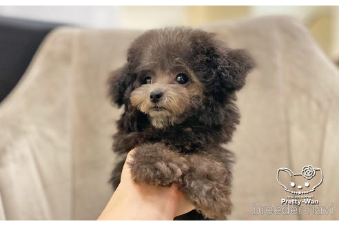 成約済の愛知県のタイニープードル-159256の4枚目