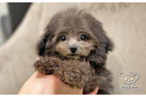 成約済の愛知県のタイニープードル-159256の5枚目