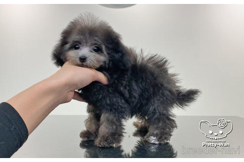 成約済の愛知県のタイニープードル-159256の2枚目