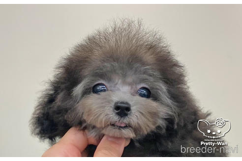 成約済の愛知県のタイニープードル-159256の1枚目