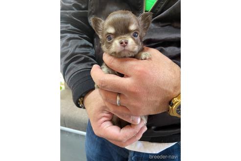 成約済の静岡県のチワワ(ロングコート)-168016の2枚目