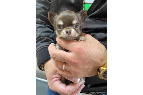 成約済の静岡県のチワワ(ロングコート)-168016の3枚目