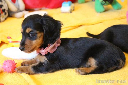 成約済の愛知県のカニンヘンダックスフンド(ロングヘアード)-160511の1枚目