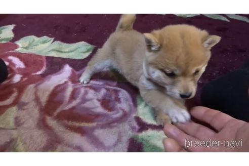 成約済の佐賀県の豆柴-168424の2枚目