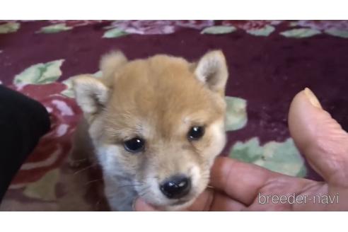 成約済の佐賀県の豆柴-168424の3枚目
