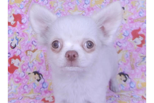 成約済の千葉県のチワワ(ロングコート)-162595の5枚目