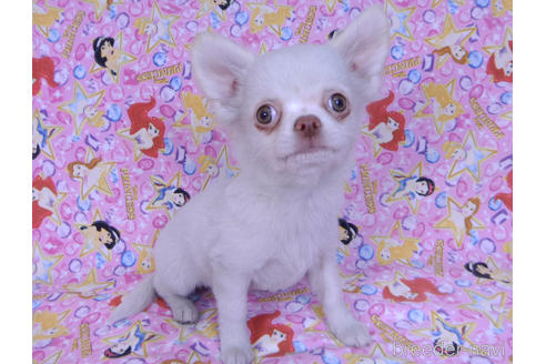 成約済の千葉県のチワワ(ロングコート)-162595の3枚目