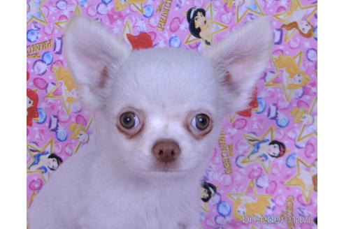 成約済の千葉県のチワワ(ロングコート)-162595の2枚目