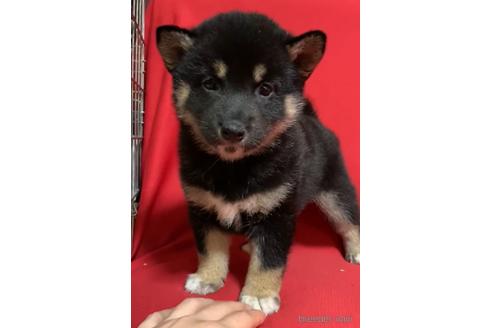 成約済の沖縄県の柴犬-168432の1枚目