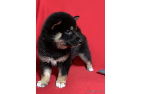 成約済の沖縄県の柴犬-168432の3枚目