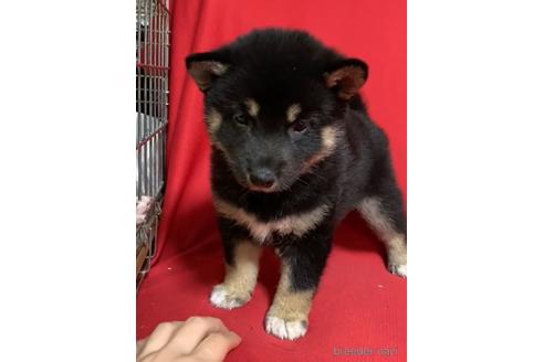 成約済の沖縄県の柴犬-168432の2枚目