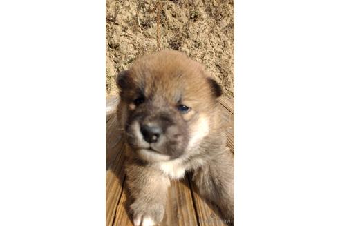 成約済の広島県の柴犬-168439の1枚目