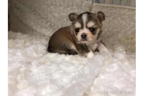 子犬