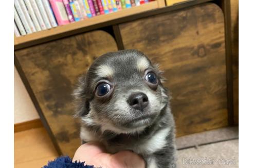 成約済の神奈川県のチワワ(ロングコート)-160033の4枚目