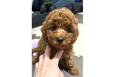 成約済の埼玉県のトイプードル-162389の8枚目