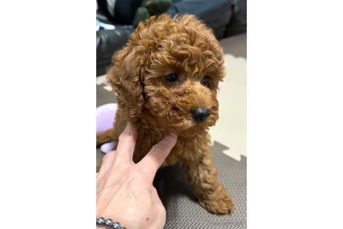 成約済の埼玉県のトイプードル-162389の6枚目