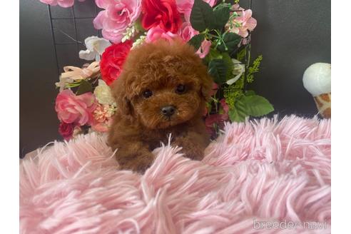 成約済の愛知県のトイプードル-163450の1枚目