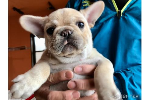 成約済の山口県のフレンチブルドッグ-165683の2枚目