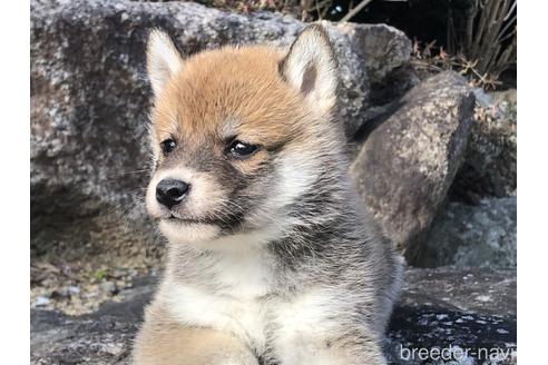 成約済の愛知県の柴犬-166783の8枚目