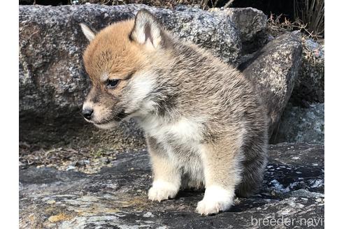成約済の愛知県の柴犬-166783の7枚目