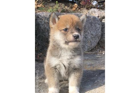 成約済の愛知県の柴犬-166783の6枚目