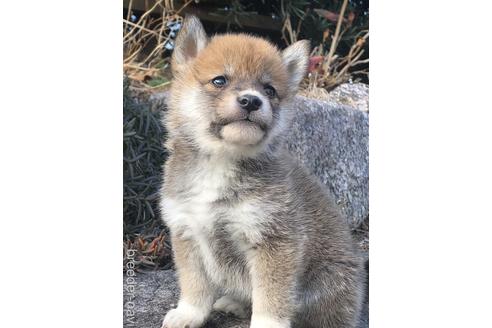 成約済の愛知県の柴犬-166783の5枚目
