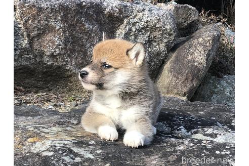 成約済の愛知県の柴犬-166783の4枚目