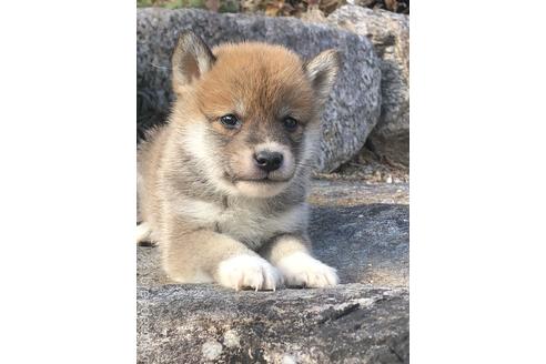 成約済の愛知県の柴犬-166783